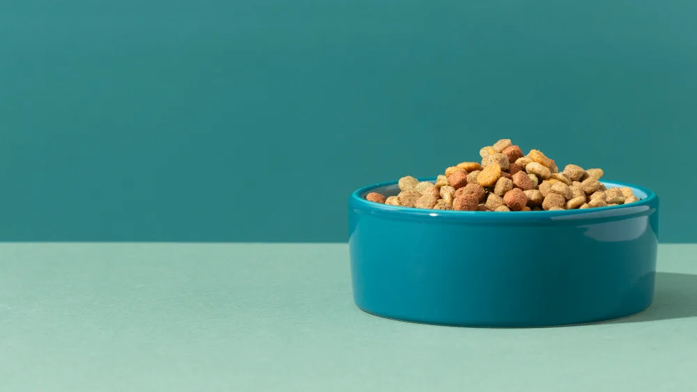 Ração, sachê ou alimentação natural? Como escolher a melhor opção para seu pet